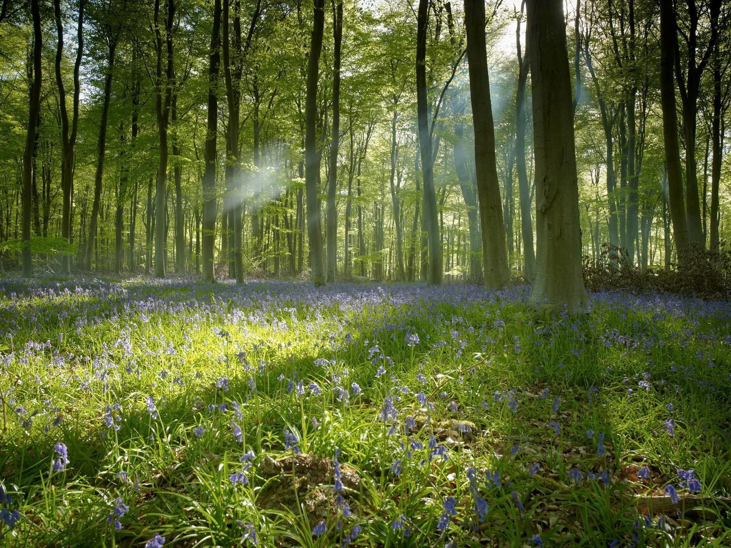 Blackwood Forest Cabins - Forest Holidays Popham Bagian luar foto