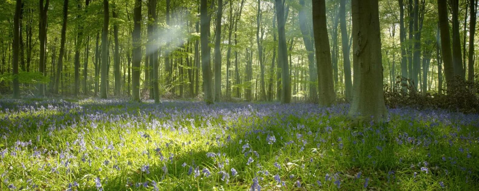 Blackwood Forest Cabins - Forest Holidays Popham Bagian luar foto